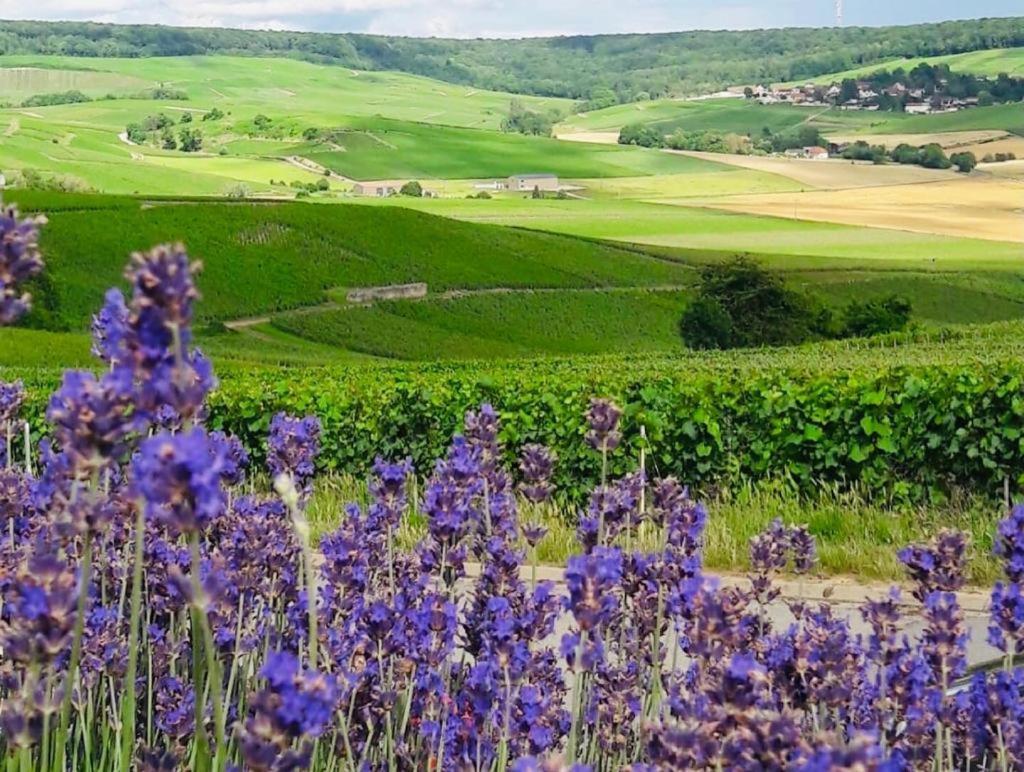 Fleury-la-Riviere Floressens En Champagne Terrasse Privative Sur Le Vignoble 빌라 외부 사진